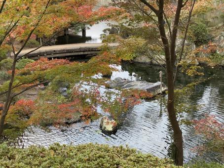 初紅葉 西の丸庭園,紅葉渓庭園,初紅葉の写真素材