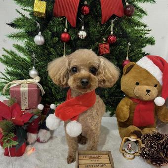 クリスマストイプードル トイプードル,犬,癒しの写真素材