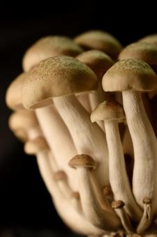 ぶなしめじ① ぶなしめじ,しめじ,きのこの写真素材