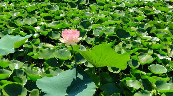Photo, lotus, flower, plant, 