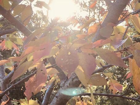 陽に照らされた葉 秋のイメージ 紅葉 陽に照らされた葉 秋のイメージ 紅葉の写真