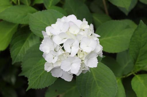 Hydrangea 50, JPG Hydrangea 50, JPG
