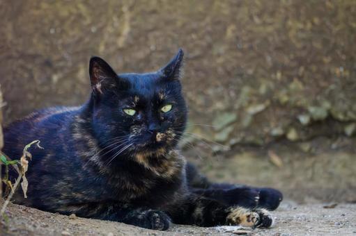 猫(169) 猫(169)の写真