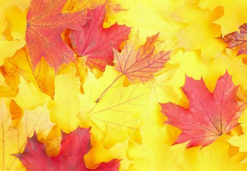Yellow leaves, fallen leaves, autumn landscape frame background image, JPG