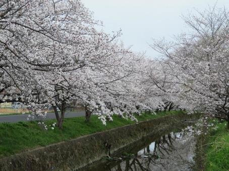 川沿いの桜並木 川沿いの桜並木の写真