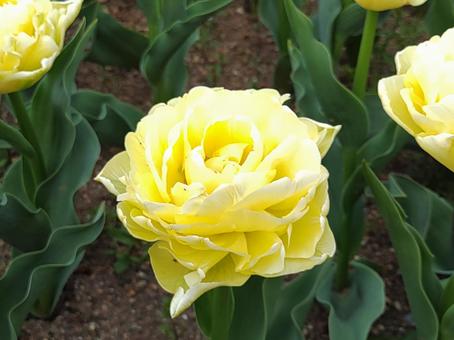 2025 Tulip Festival 30, JPG 2025 Tulip Festival 30, JPG
