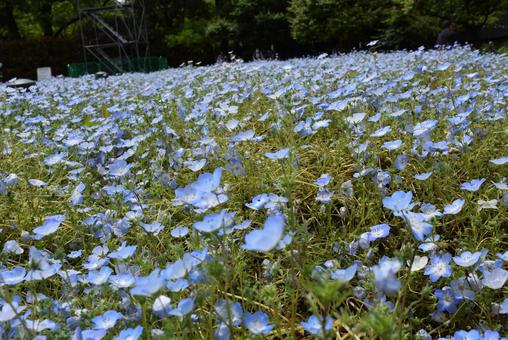 ネモフィラ畑 ネモフィラ,春,花畑の写真素材