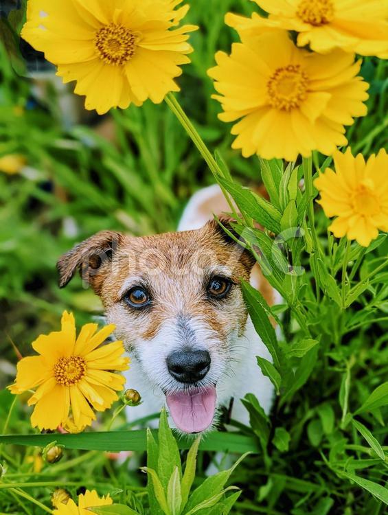 お花の額縁だよ 小型犬,犬,オオキンケイギクの写真素材