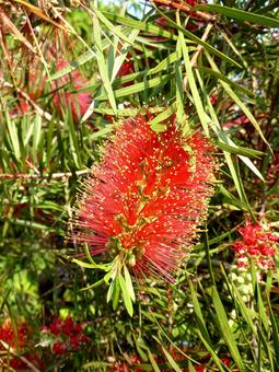 公園の植え込みに咲くブラシノキの赤い花 公園の植え込みに咲くブラシノキの赤い花 ブラシノキ,花,植物の写真素材