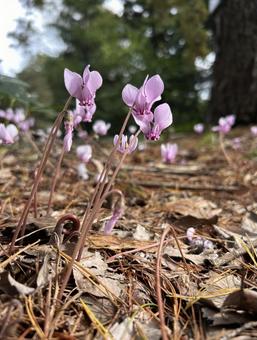 原種シクラメンの写真
