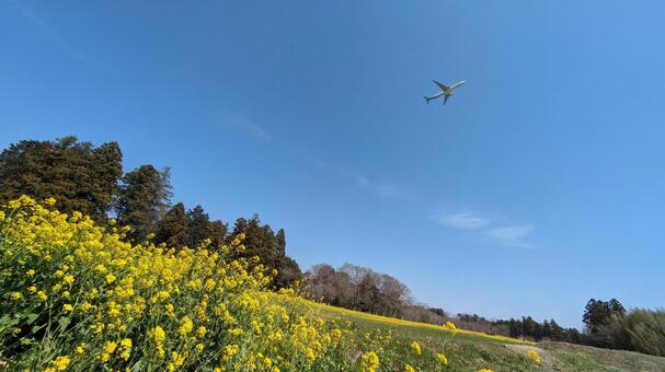 菜の花と青空と飛行機 菜の花,青空,菜の花畑の写真素材