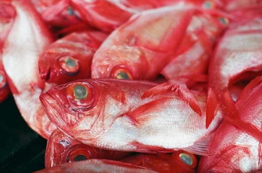 下田 魚市場のキンメダイ 下田 魚市場のキンメダイ 金目鯛,キンメダイ,きんめだいの写真素材