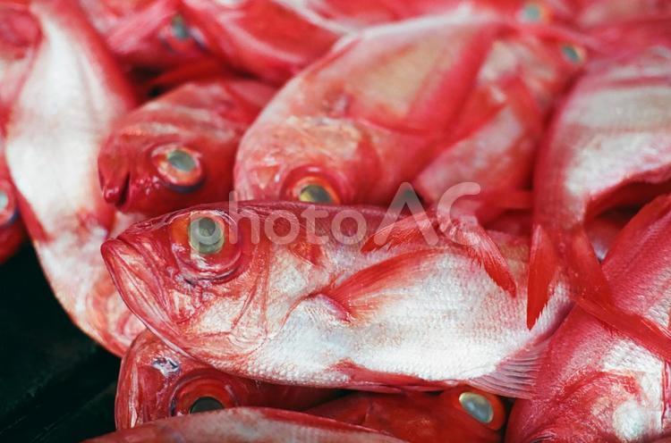 下田　魚市場のキンメダイ 金目鯛,キンメダイ,きんめだいの写真素材