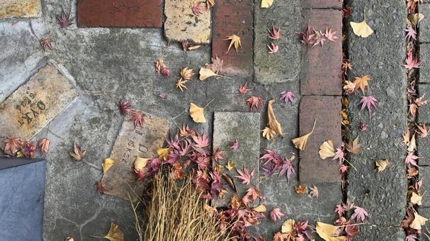 秋の庭の風景　レンガの庭に紅葉と箒 レンガ,秋の庭,歩道の写真素材