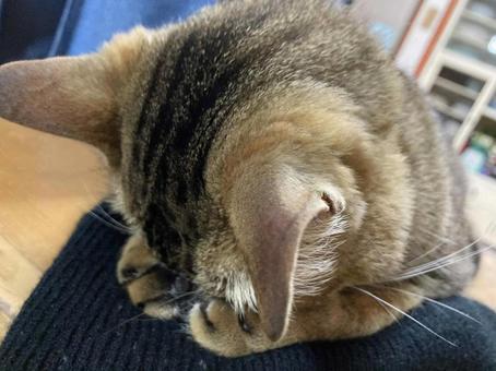 Sorry, I'm sleeping., JPG