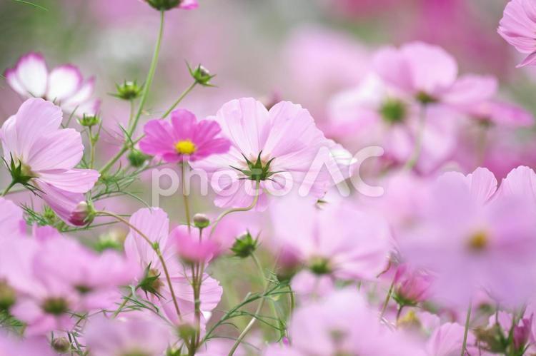太陽光を浴びて輝くコスモスを背面からクローズアップ コスモス,秋桜,こすもすの写真素材