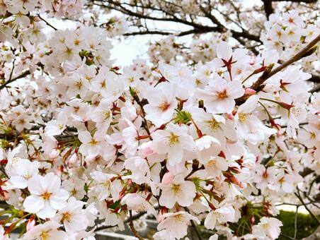 桜の季節 桜,花,ソメイヨシノの写真素材