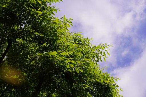 晴れの日 晴れの日の写真