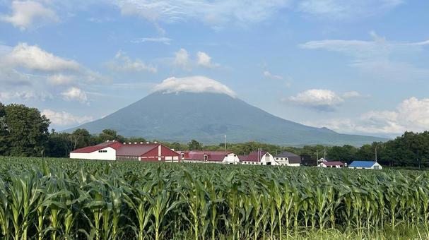 トウモロコシ畑と羊蹄山(蝦夷富士) トウモロコシ畑と羊蹄山(蝦夷富士)の写真