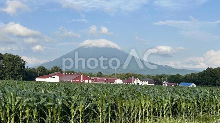 トウモロコシ畑と羊蹄山（蝦夷富士） 羊蹄山,蝦夷富士,トウモロコシ畑の写真素材