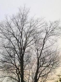 夕方の冬の木 夕方の冬の木の写真