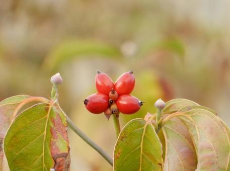 【花の写真】ハナミズキの実 【花の写真】ハナミズキの実 ハナミズキ,花水木,植物の写真素材