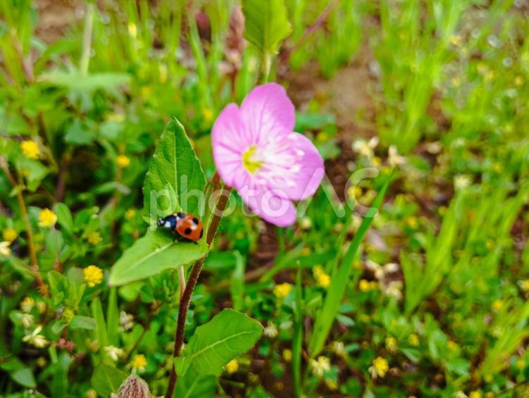 てんとうむし てんとうむし,てんとう虫,天道虫の写真素材