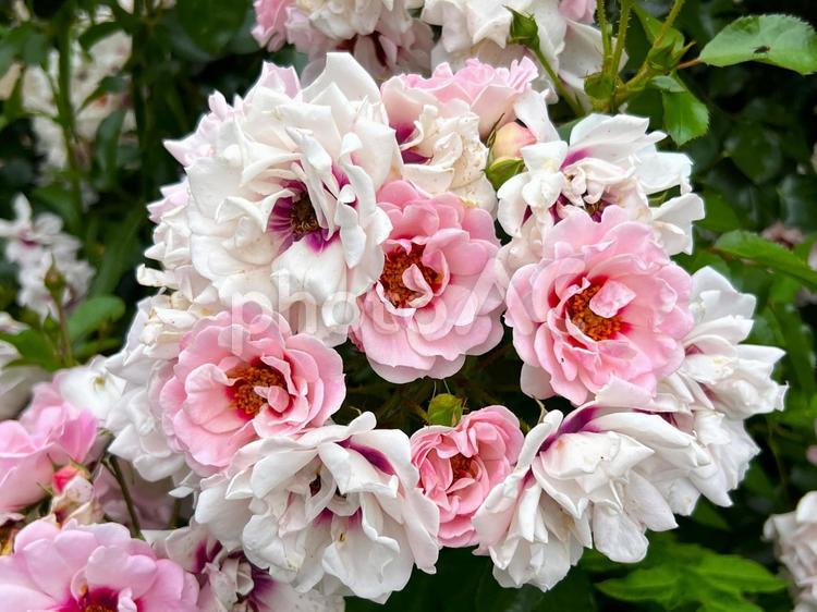 バラ バラ,花びら,波打つの写真素材