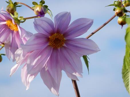 【花の写真】皇帝ダリア 皇帝ダリア,コウテイダリア,植物の写真素材