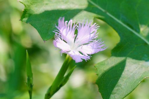 カワラナデシコ カワラナデシコ カワラナデシコ,花,薄いピンクの写真素材