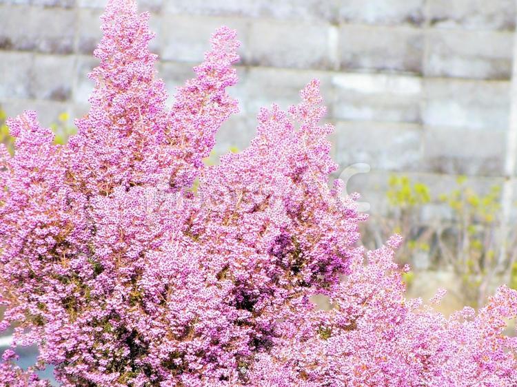 壁際の小さな小さなピンクの花　春 花,ピンクの花,小さいの写真素材
