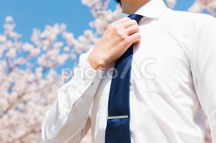 ビジネスマンと桜の木 やる気,サラリーマン,シャツの写真素材
