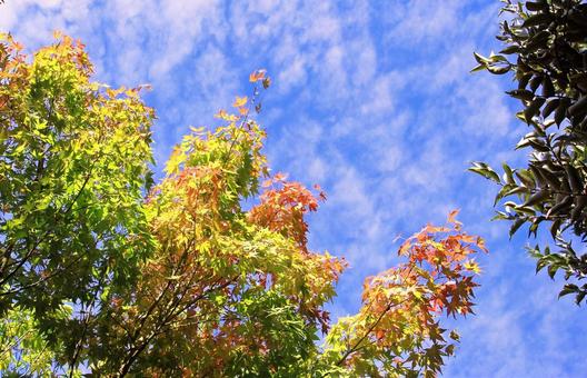 Autumn leaves and the autumn sky, JPG Autumn leaves and the autumn sky, JPG