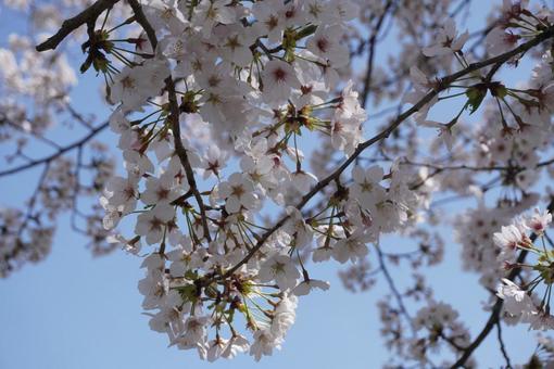 桜 桜の写真