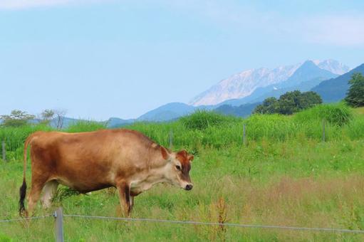 【岡山県】蒜山高原 ジャージー牛 【岡山県】蒜山高原 ジャージー牛の写真