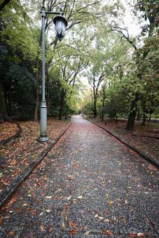 紅葉の葉が散らばる公園 森林公園,紅葉,石畳の写真素材