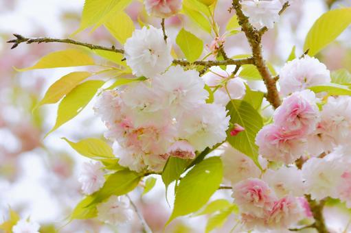 淡い紅色の八重桜　一葉 桜,一葉,八重桜の写真素材