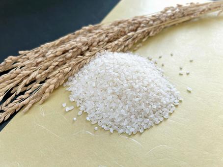 お米と稲穂 13 米,稲穂,新米の写真素材