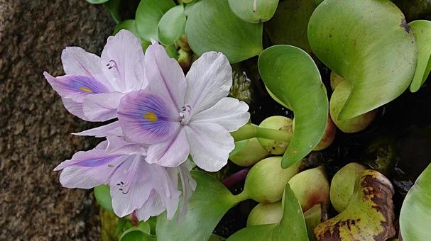 水草に咲いた花 水草に咲いた花の写真