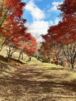 赤色に染めるモミジと木漏れ日 空,紅葉,木漏れ日の写真素材