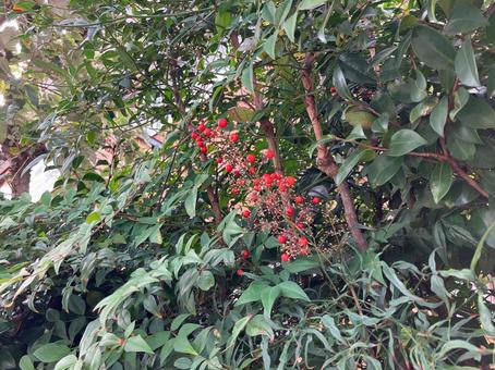 赤い実のついたナンテン 木,赤い実,庭木の写真素材