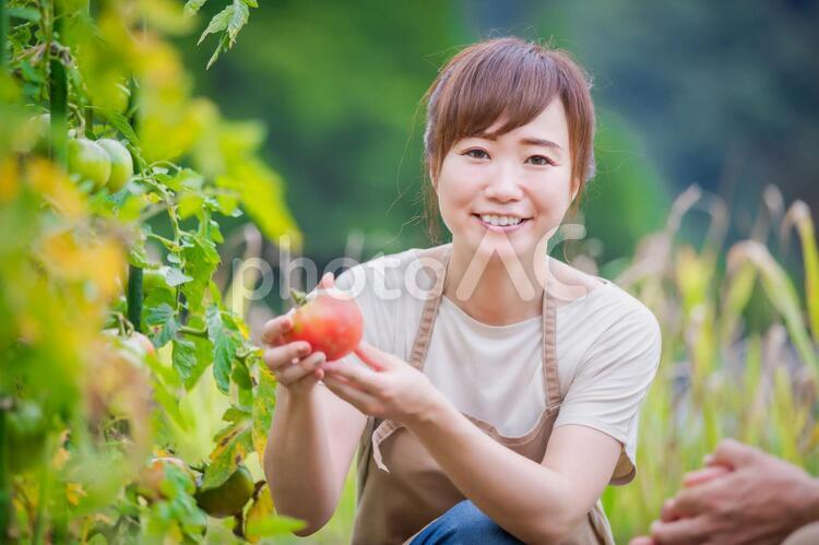 トマトを栽培する女性 家庭菜園,野菜,農業体験の写真素材