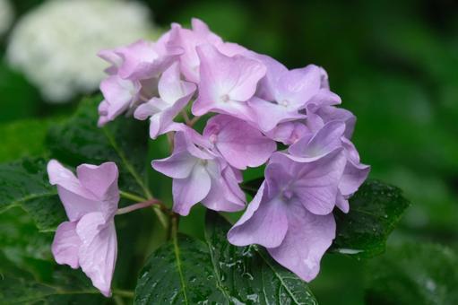 紫陽花 紫陽花の写真