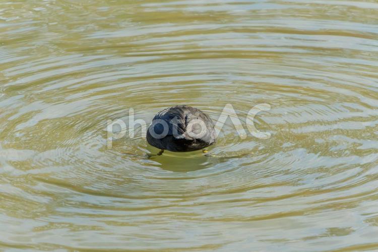 水面に浮かぶ黒い鳥と波紋 水面,鳥,波紋の写真素材