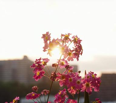 Primroses illuminated by the setting sun, JPG Primroses illuminated by the setting sun, JPG