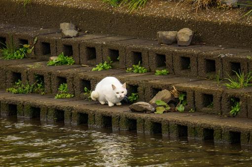 白猫 白猫の写真