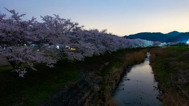 Photo, night, cherry blossoms, tranquility, 