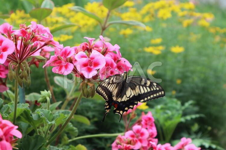 花にとまるアゲハチョウ アゲハチョウ,アゲハ,蝶の写真素材