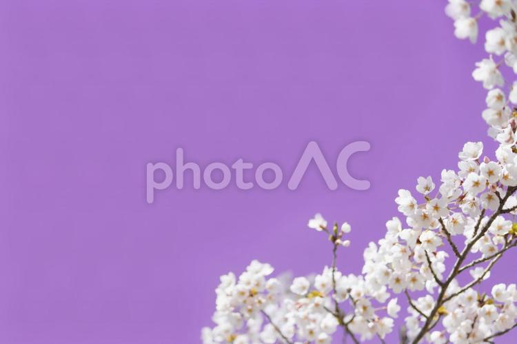 紫色の背景の桜の画像 さくら,紫,紫色の写真素材