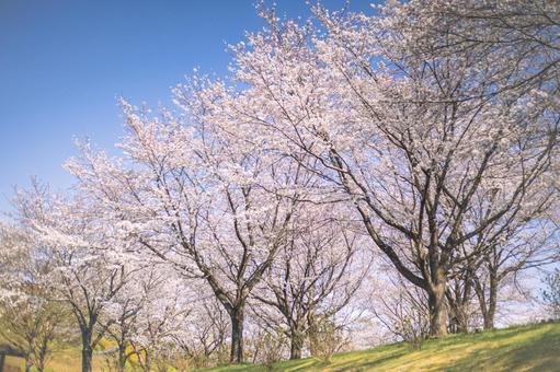 桜並木 桜並木の写真